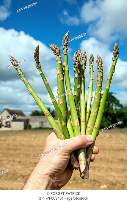 CROP OF GREEN ASPARAGUS IN THE OPEN FIELD, HELENE PERRIOT, FARMER, FARM PRODUCE OF THE LAND OF THE EURE-ET-LOIR, RECLAINVILLE (28), FRANCE