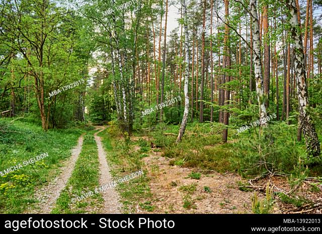 Landscape, forest path, pine forest, Pinus sylvestris, Bayern, Deutschland
