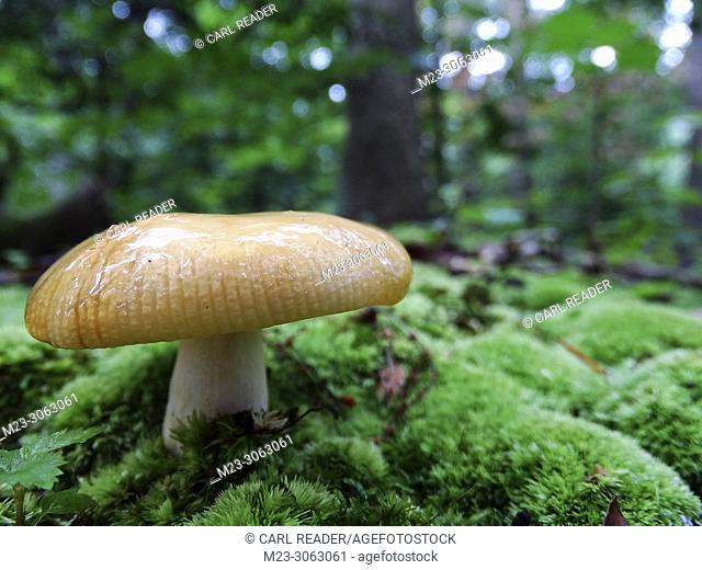 A mushroom grows on moss, Pennsylvania, USA