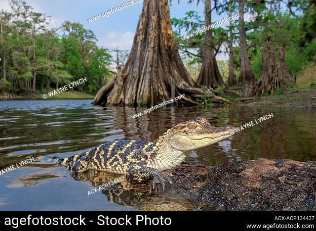 Juvenile alligator (Alligator mississippiensis), central Florida, USA