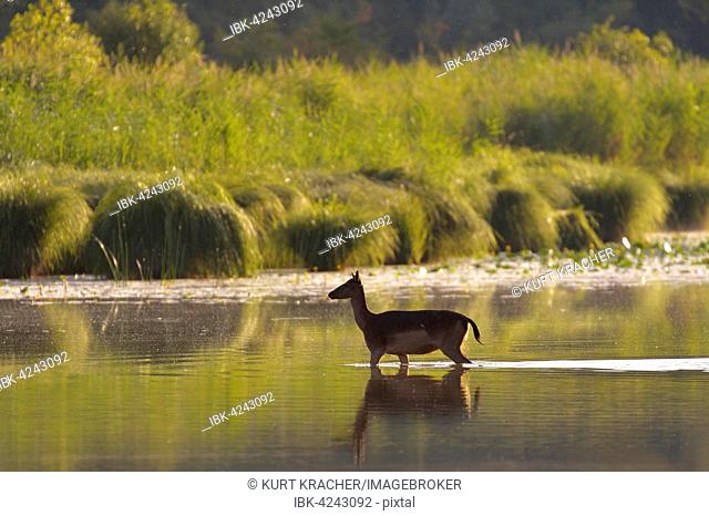 Fallow deer (Dama dama), doe, walking through the water, Schönau an der Donau, Lower Austria, Austria