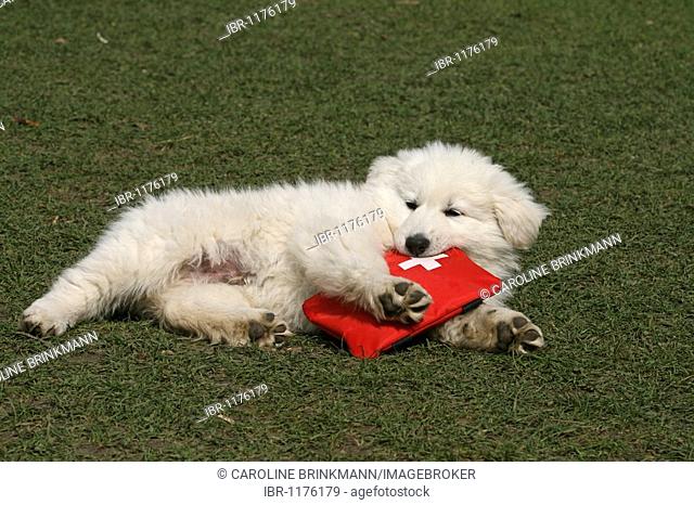 White Swiss Shepherd puppy, 8 weeks old, lying in a garden with a first aid bag for dogs