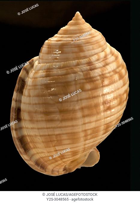 Seashell of Phalium granulatum (it is a subspecies of Semicassis granulata). Malacology collection. Spain. Europe