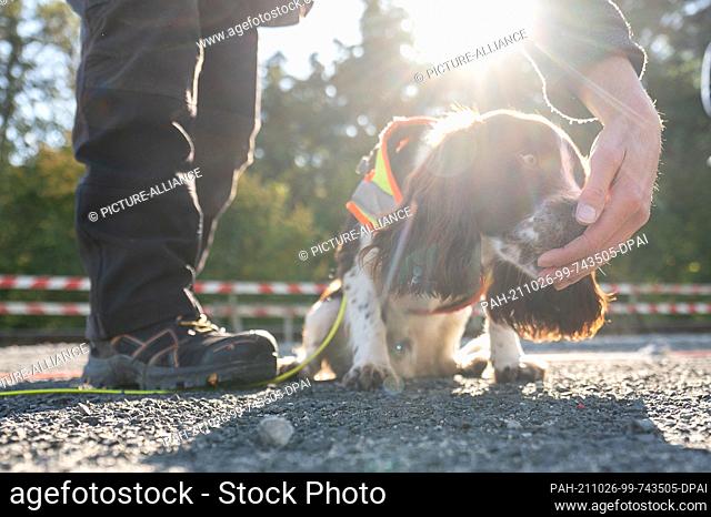 26 October 2021, Hessen, Frankfurt/Main: The species protection sniffer dog Monte, a Cocker Spaniel - Springer Spaniel, is rewarded during a press event at a...