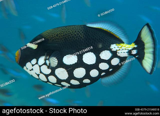 A lone Clown Triggerfish, Balistoides conspicillum, swimming, South Ari Atoll, Maldives, Indian Ocean