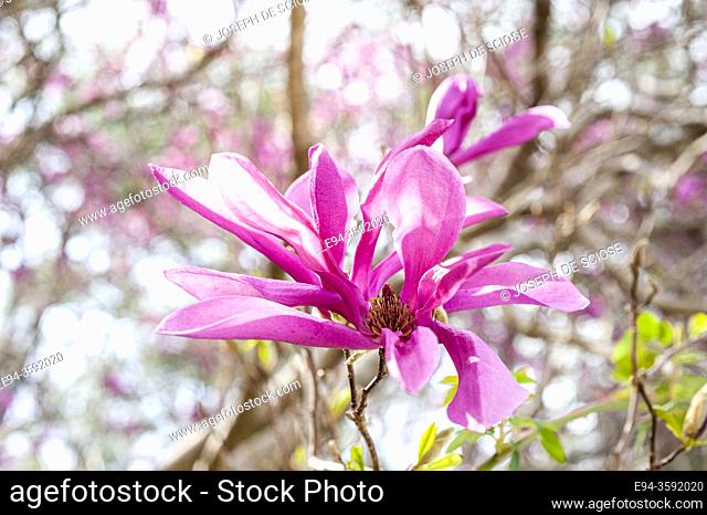 Newly opened purple magnolia flower in the spring