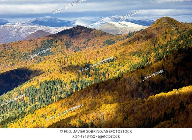 Irati forest in autumn from the Ollokia hill - Navarre Pyrenees - Navarra - Spain - Europe