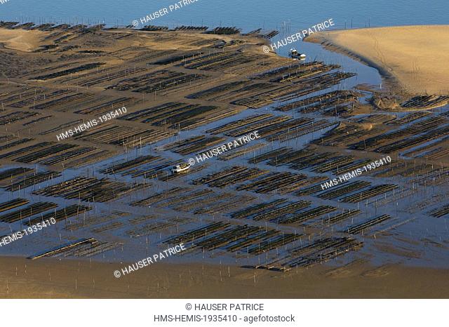 France, Gironde, Bassin d'Arcachon, Banc d'Arguin, oyster park (aerial view)
