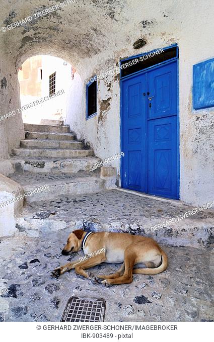 Brown dog sleeping on the ground in a passage in front of a blue wooden door, Oia, Ia, Santorini, Cyclades, Greece, Europe