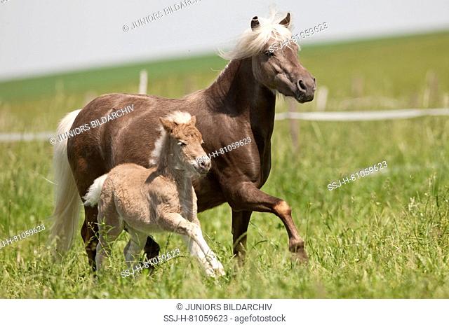 Classic Pony. Mare with foal galloping and trotting on a meadow. Germany