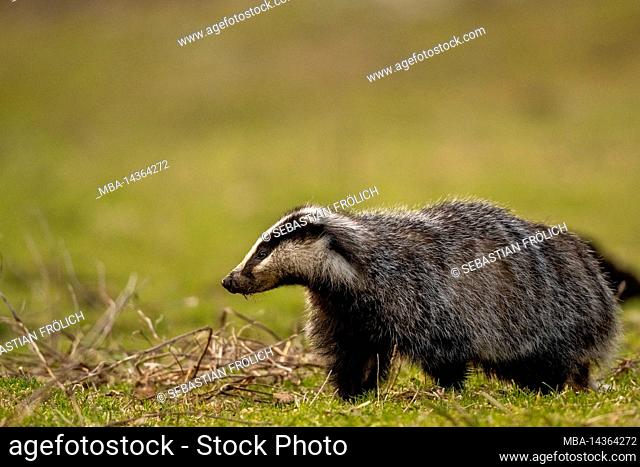 A badger (Meles meles) searches for worms and larvae in a mountain meadow in springtime