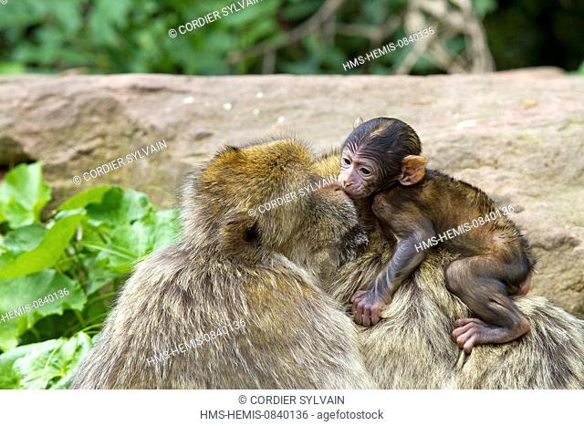 France, Bas Rhin, Kintzheim, Monkeys mountain, Barbary macaque (Macaca sylvanus), male and baby