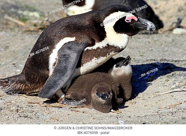 African Penguin (Spheniscus demersus), adult with young in the nest, Boulders Beach, Simon's Town, Western Cape, South Africa