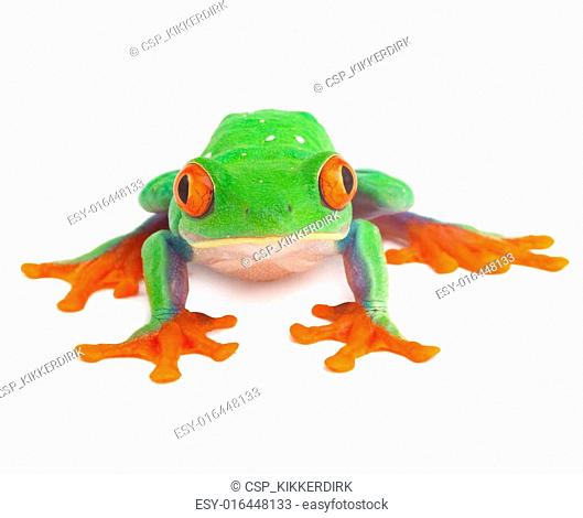 red eye treefrog