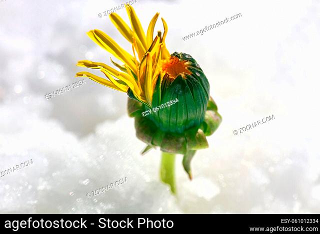 A young green sprout breaks through the cold snow. Power of life (vis vitae) concept