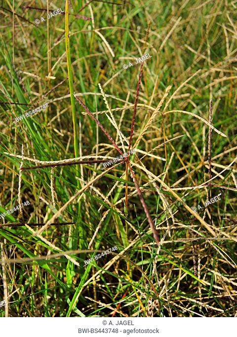 Bermuda grass, cocksfoot-grass (Cynodon dactylon), population, Germany