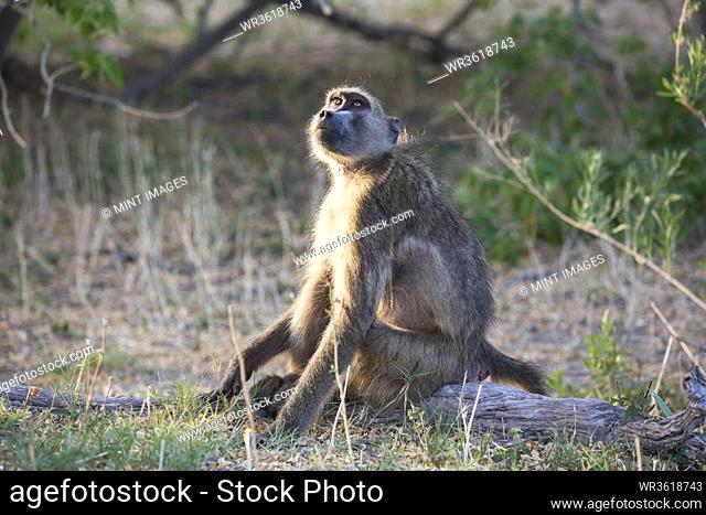 A baboon under the shade of a tree