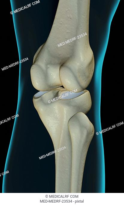 The bones of the knee