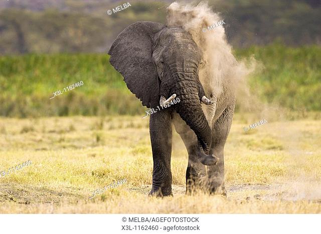 Loxodonta africana African elephant Ngorongoro National Park Tanzania Africa