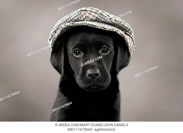 Dog Labrador puppy wearing a cap ( black, 6 weeks old ). Digital Manipulation