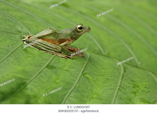 Wallace's flying frog (Rhacophorus nigropalmatus), sitting on a leaf, Malaysia, Sabah, Danum Valley