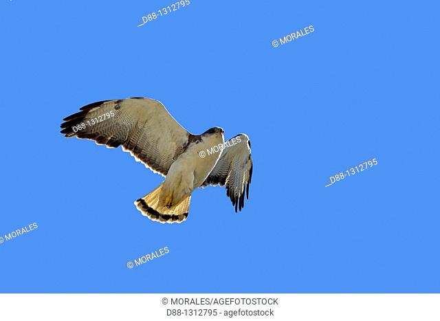 Falkland Islands , Pebble island , Variable Hawk or Red-backed HawkButeo polyosoma female