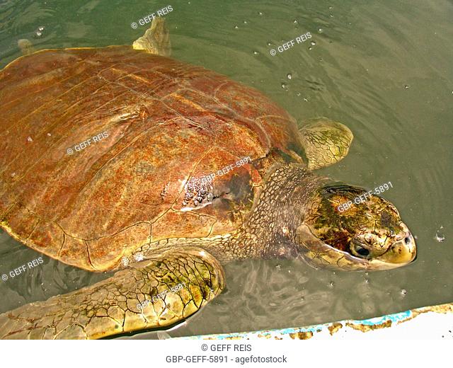 Turtle, water, Protective Base, Sea Turtles, Comboios Biological Reserve Espírirto Santo, Brazil