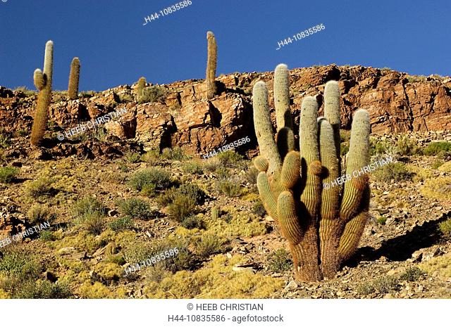 10835586, Argentina, South America, Cardon, Sierra del Cobre, Susques, Cactus, cacti, mountains, Jujuy, desert, landscape, South America