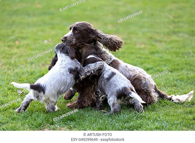 English Cocker Spaniel caring female mother with two playful small puppies, outdoor on garden