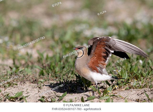 Collared Pratincole Glareola pratincola adult, stretching wings, standing on ground, Southern Spain april