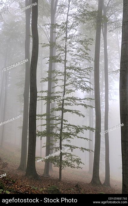 Nebel, Wald, stimmung, neblig, baum, bäume, unheimlich, mystisch, natur, licht, baumstamm, baumstämme, wetter, herbst