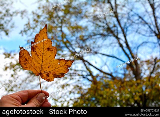 Autumn leaf held by one hand, in front of blurred trees