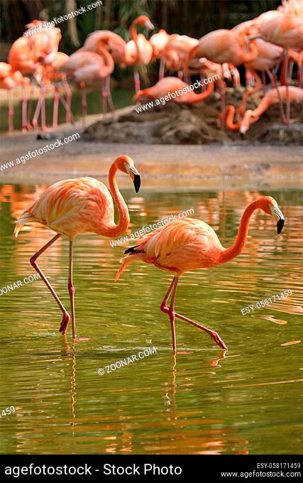 Two american flamingo (Phoenicopterus ruber) pink bird in pond