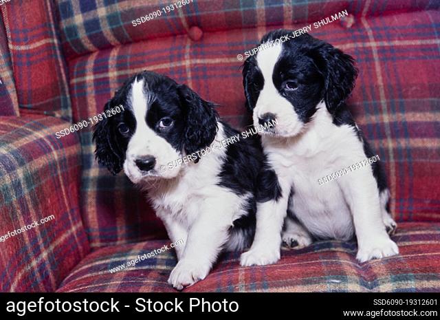 Two English springer spaniel puppy dogs sitting on a plaid sofa