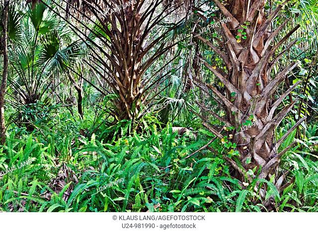 Cabbage Palms and Ferns, James E Grey Preserve, New Port Richey, Florida