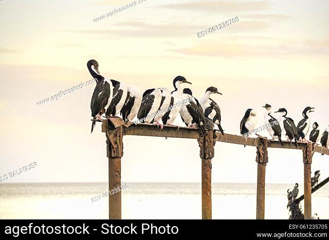 cormoranes en la Costanera, Punta Arenas -Sandy Point-, Patagonia, República de Chile, América del Sur