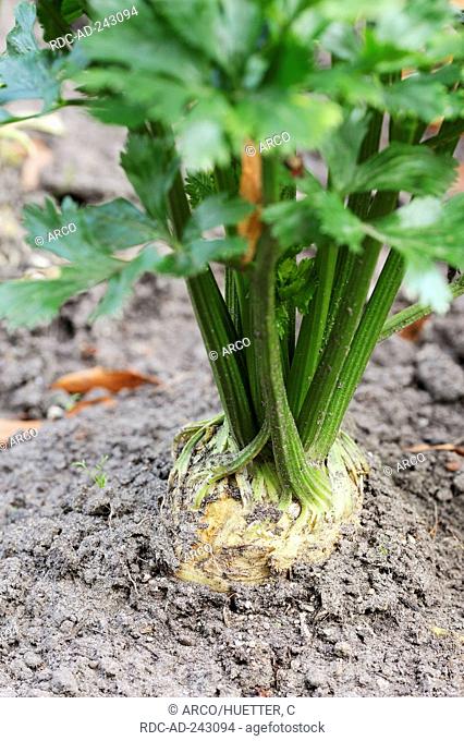 Celeriac Apium graveolens var. rapaceum Turnip-rooted Celery