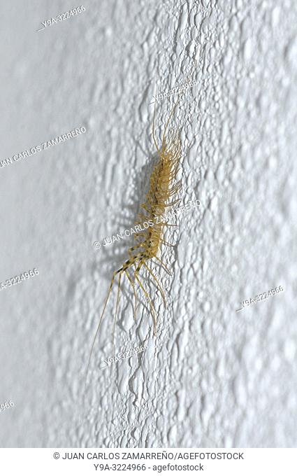 Scutigera coleoptrata, house centipede or hundred legged, Miranda de Azan, Salamanca, Castilla y Leon, Spain