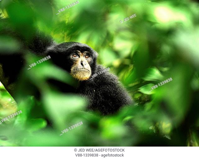 Siamang Gibbon (Symphalangus syndactylus), Singapore Zoological Gardens, Singapore