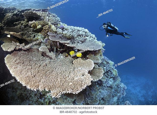 Diver viewing coral reef waste with Steinkoralle sp. (Acropora robusta), pair Bluecheek butterflyfish (Chaetodon semilarvatus), Red Sea, Egypt, Africa