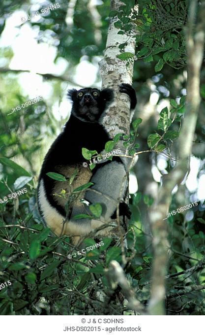 Indri, Indri indri, Perinet Game Reserve, Madagascar, Africa, adult on tree