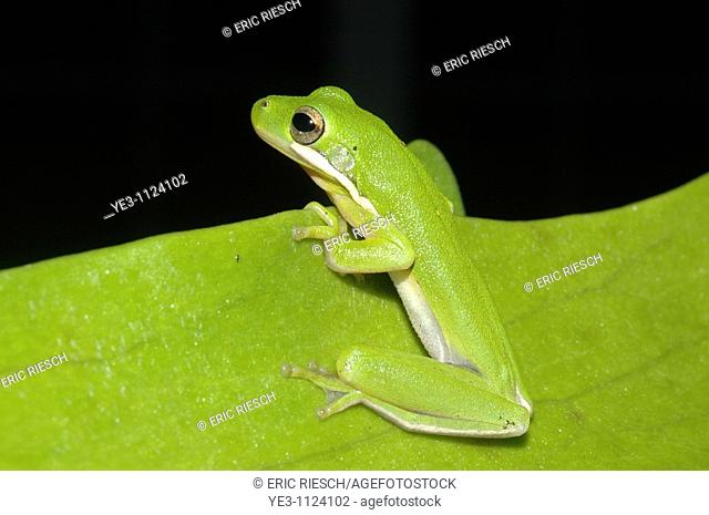 Green Tree Frog Hyla cinerea  Florida