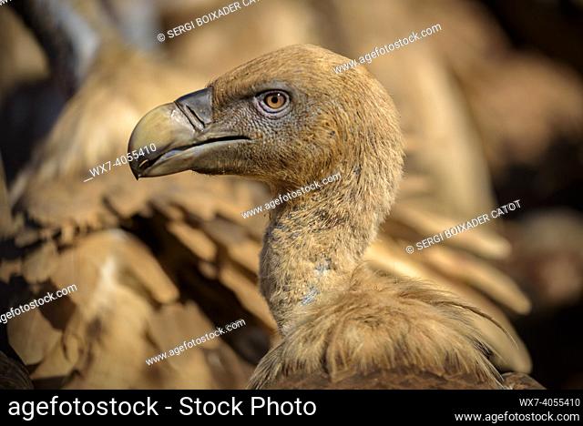 Vultures in the Boumort range (Lleida Pyrenees, Catalonia, Spain)