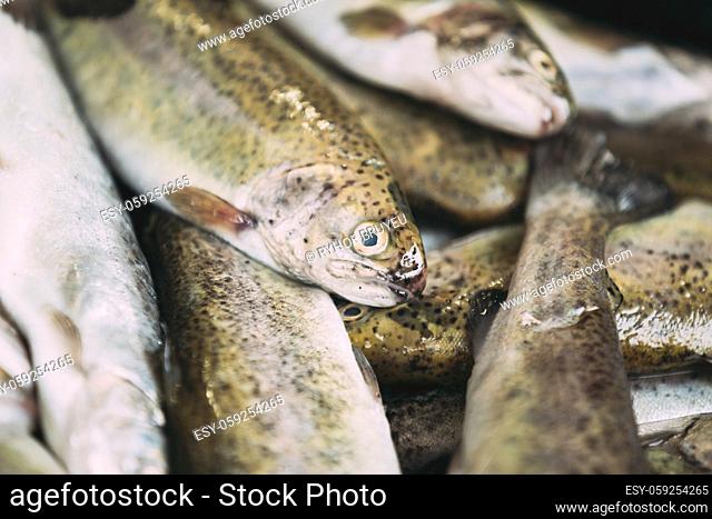 Fresh Black Sea Salmon Fish On Display On Ice On Market Store Shop. Seafood Fish Background. Black Sea Salmon Is A Fairly Small Species Of Salmon