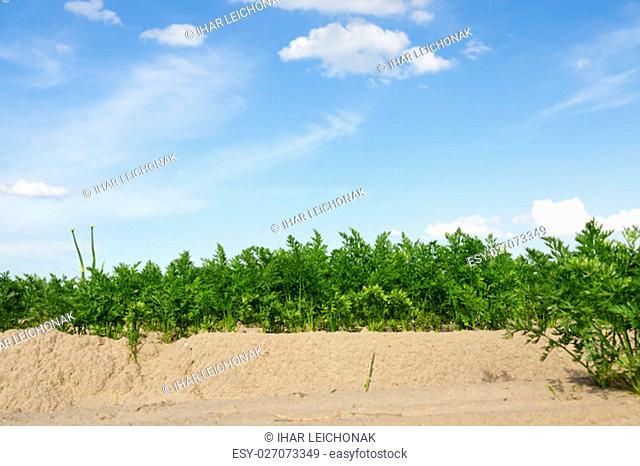 photographed close-up of an agricultural field on which grow green shoots of carrots, on a background of blue sky with white clouds