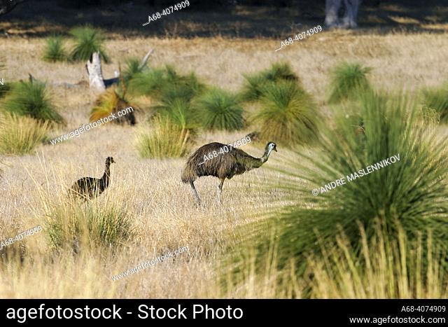 Australian emu (Dromaius novaehollandiae). An Emu had a cub that it is guarding alone. Launched, WA, Australia. . . .