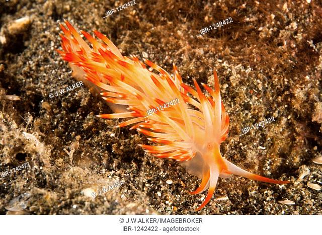 Nudibranch or seaslug (Flabellina sp), Indonesia
