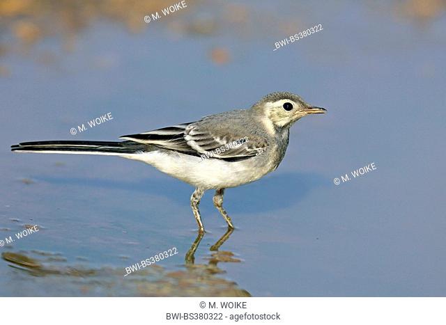 pied wagtail (Motacilla alba), immature pied wagtail stands in shallow water, Bulgaria, Kaliakra
