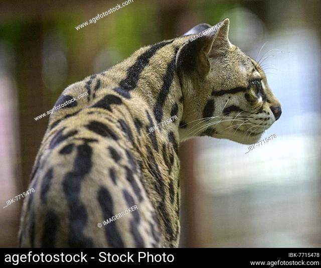 Margay (Leopardus wiedii), Jaguar Rescue Center, Punta Cocles, Talamanca, Puerto Limón, Costa Rica, Central America