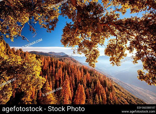 Autumn sunrise over redwood trees at Moro Rock in Sequoia National Park, California, USA